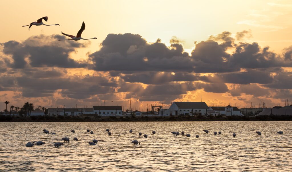 Flamencos_en_San_Pedro_del_Pinatar