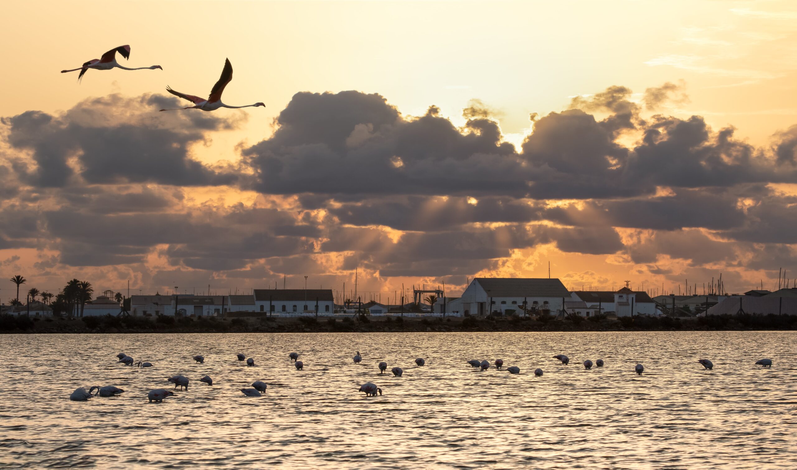 Flamencos_en_San_Pedro_del_Pinatar